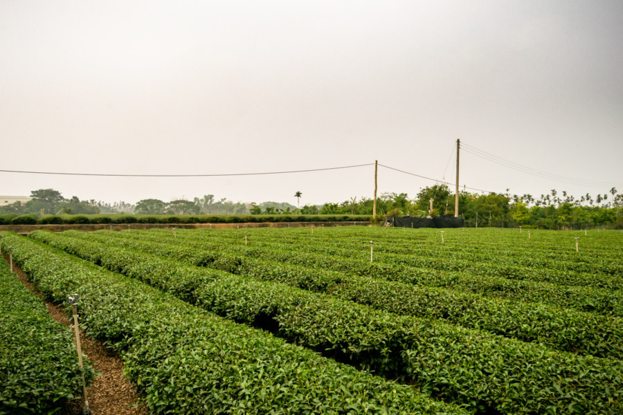 Tea Fields of Mingjian