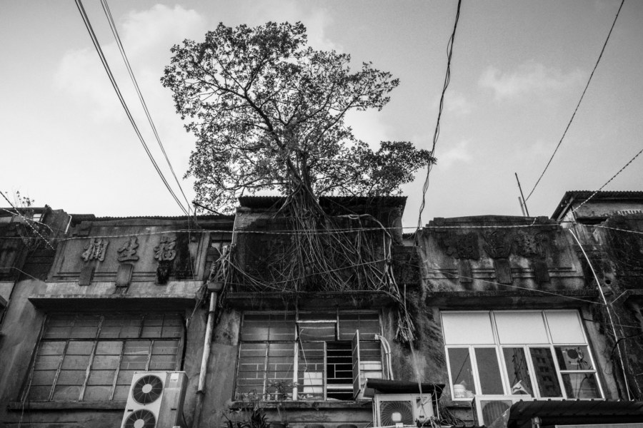 A tree grows from an old building in the fruit market