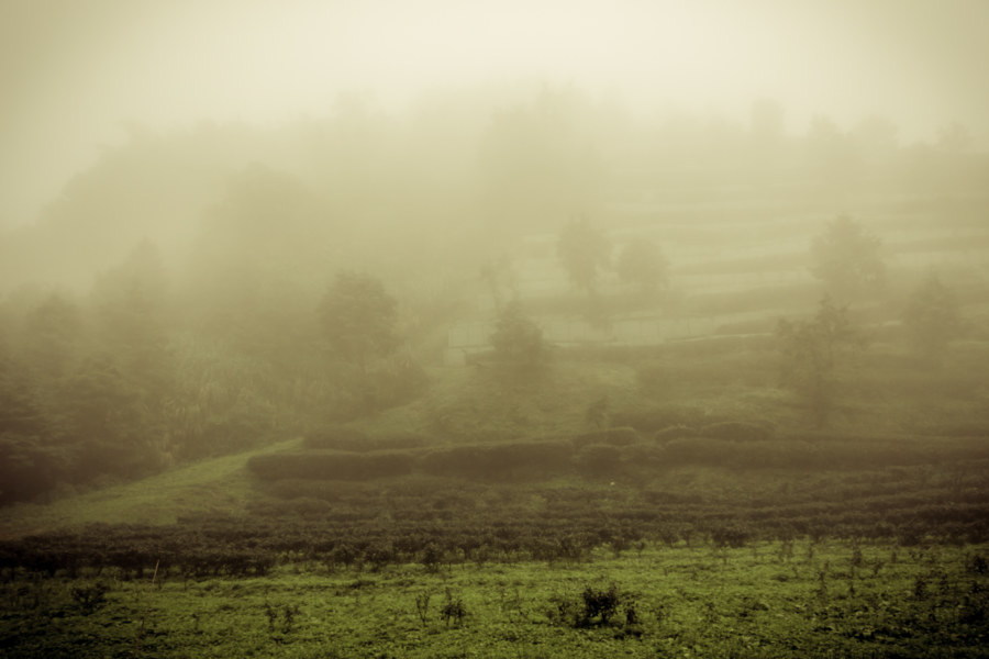 A misty mountainside covered in tea