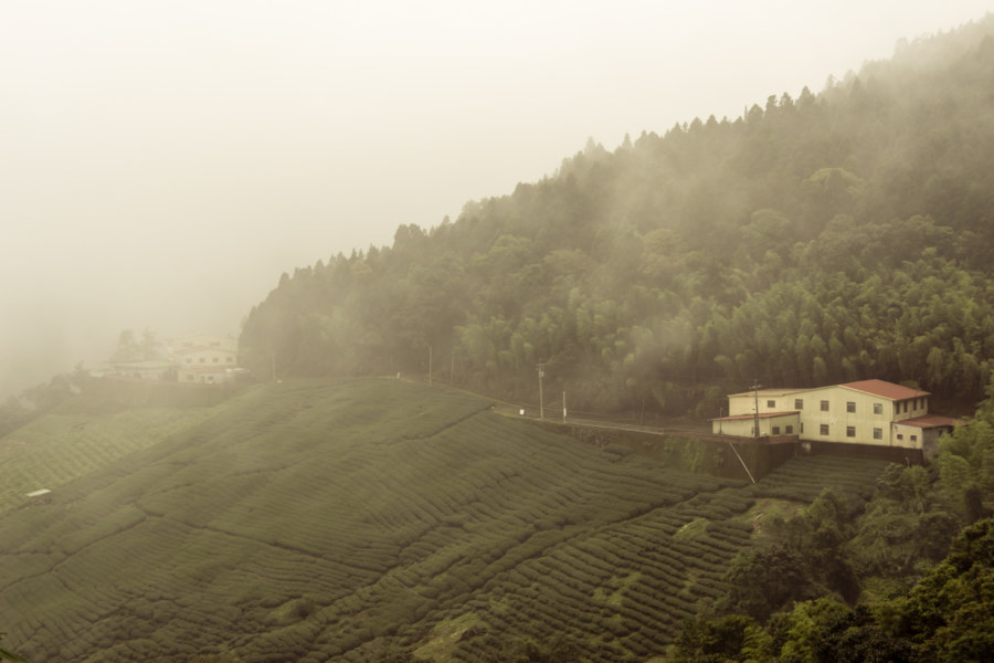 Tea plantations on the mountains of Nantou