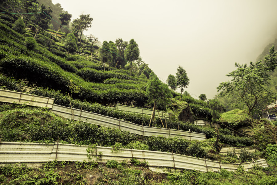 Growing tea in the mountains of Nantou county