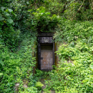 A Door in the Forest