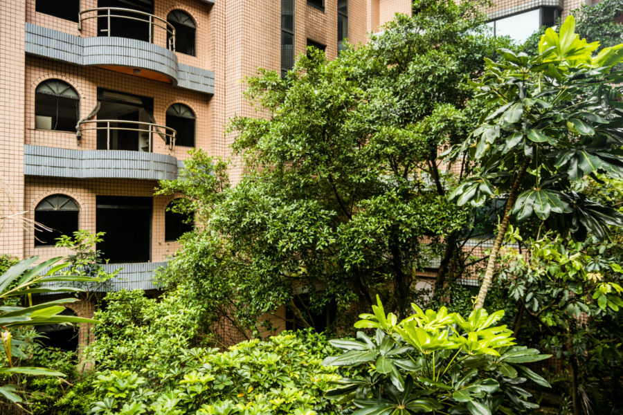 Overgrowth in the courtyard of an abandoned apartment block