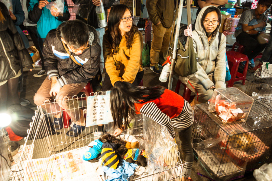 Animal rescue at Douliu Renwen Park Night Market