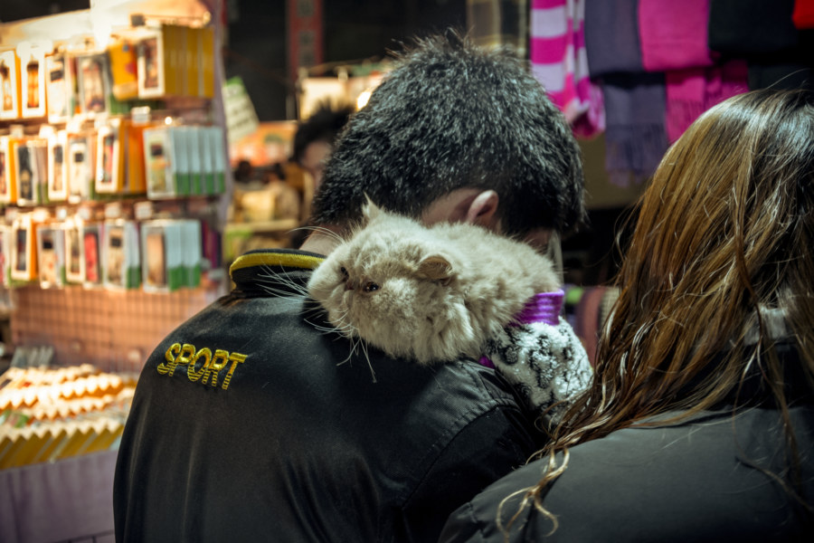 Many pets can be seen at Douliu Renwen Park Night Market
