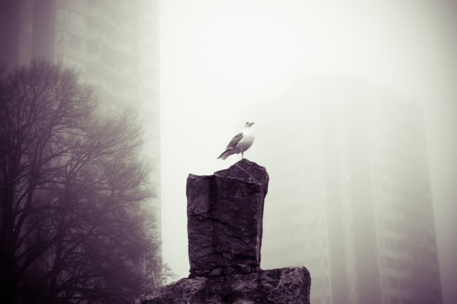 Gull In The Fog